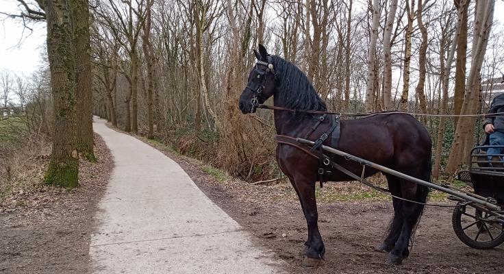 Het Friese paard - een prachtige schoonheid! - Aquastate Vakantiewoningen