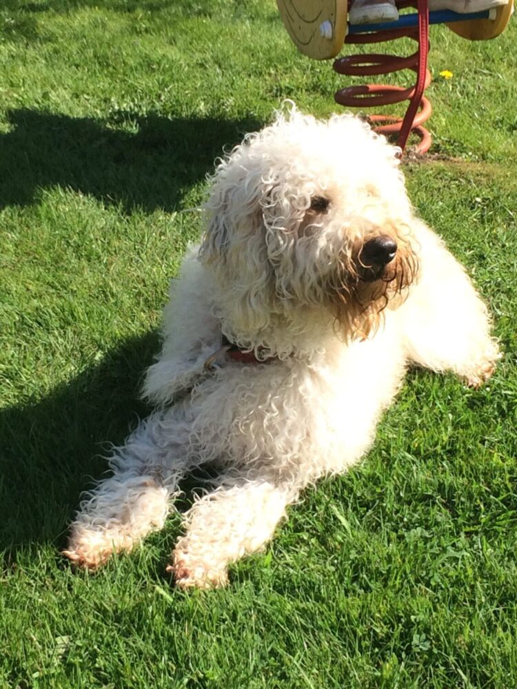 Vakantie met de hond in Holland: Comfort en veiligheid met een omheinde tuin